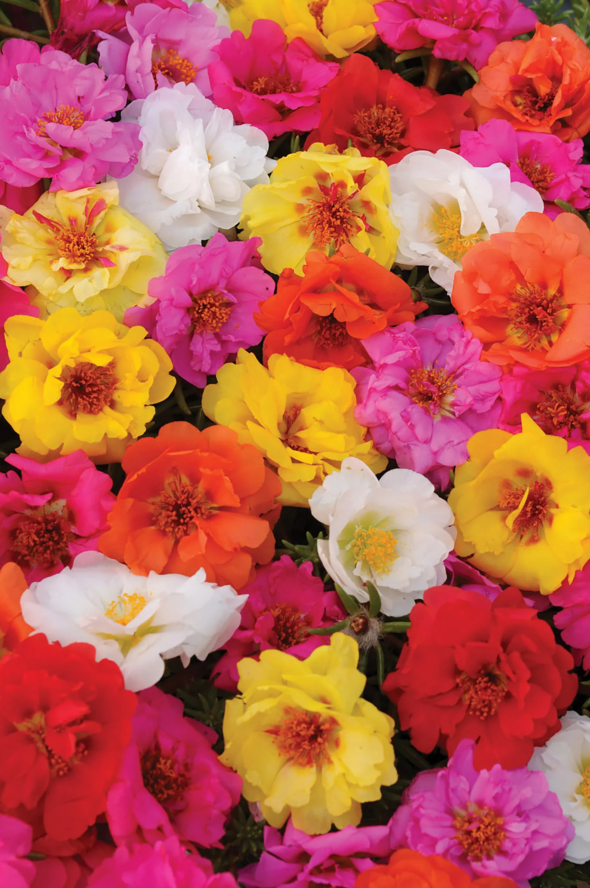 Portulaca Happy Trails Mix