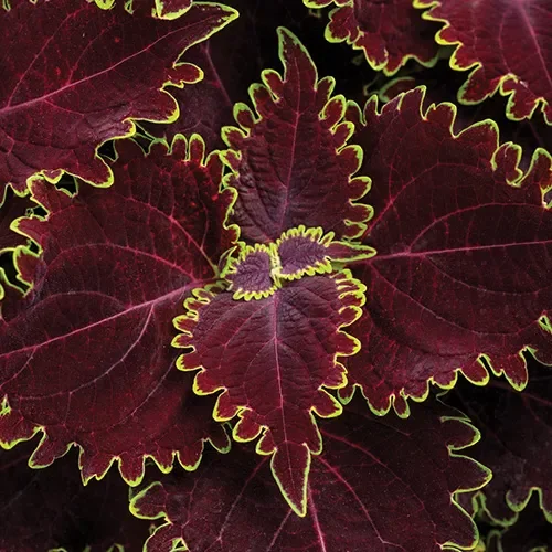 Main Street Portage Avenue