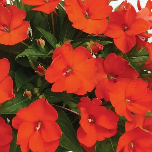 Sunpatiens Electric Orange