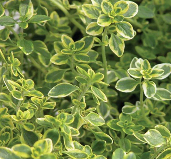 Thyme Golden Lemon