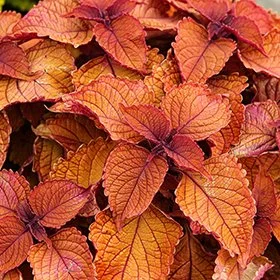 Main Street Wall Street