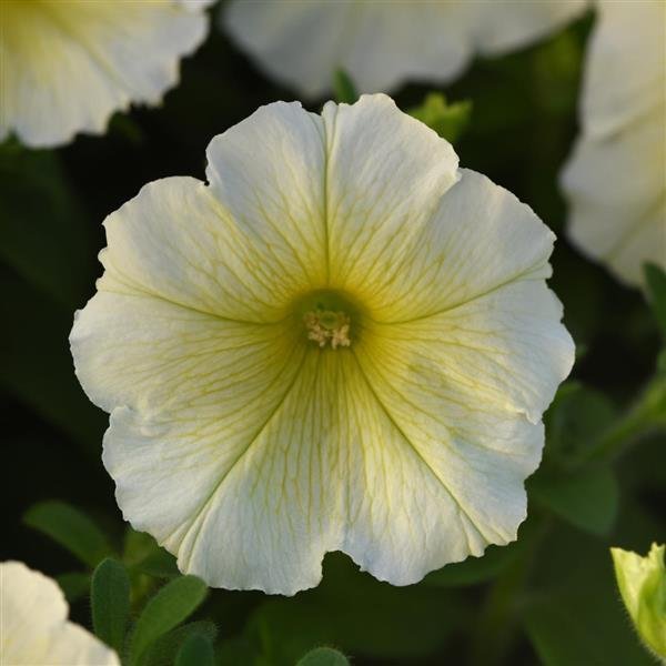 Petunia Madness Yellow