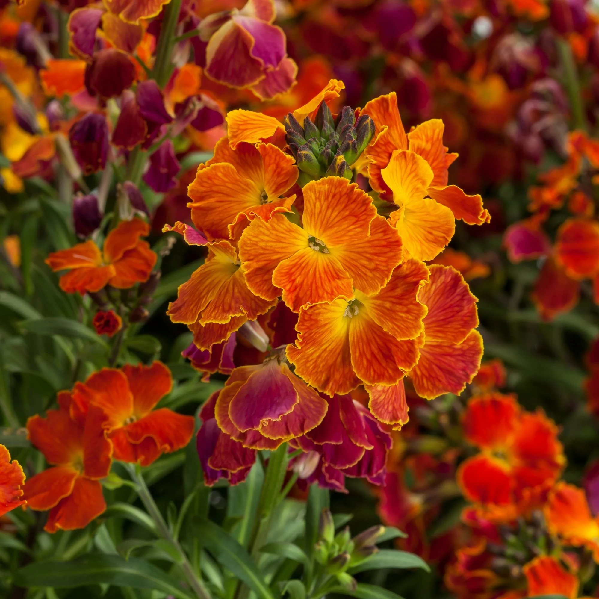 Erysimum Erysistible Fire
