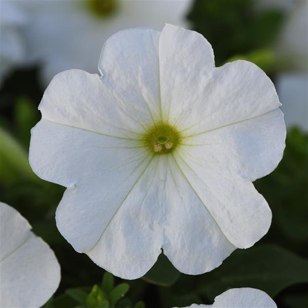Petunia Madness White