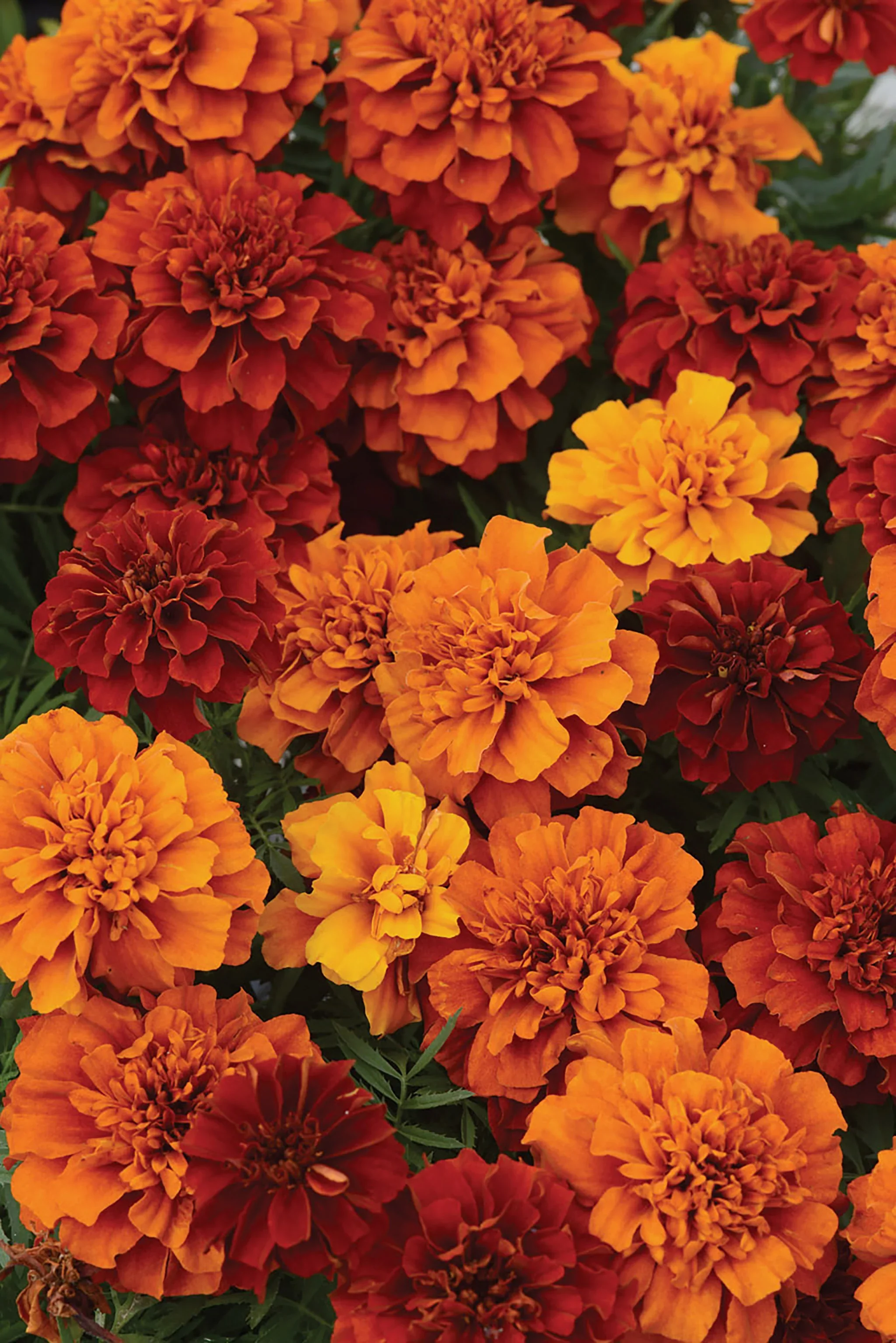 Marigold Fireball