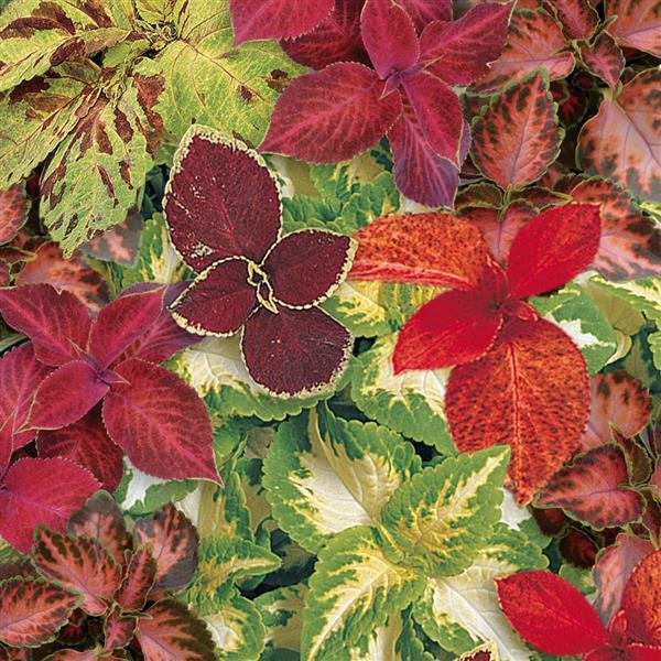 Coleus Wizard Select Mix