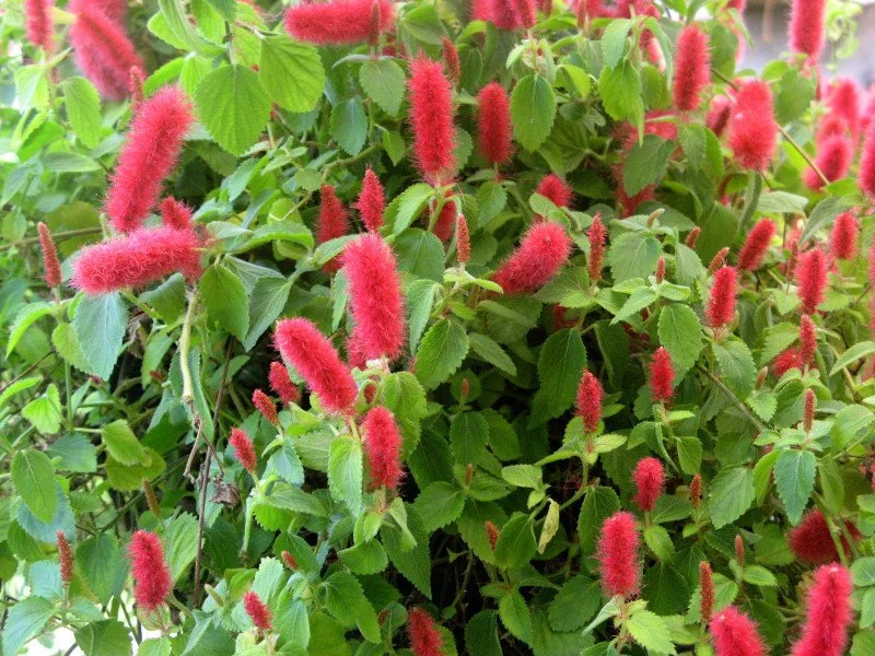 Acalypha Cat's Tails