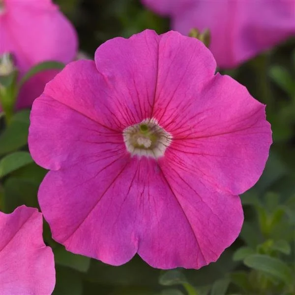 Petunia Madness Pink