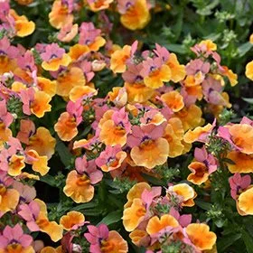 Nemesia Angelart Peach