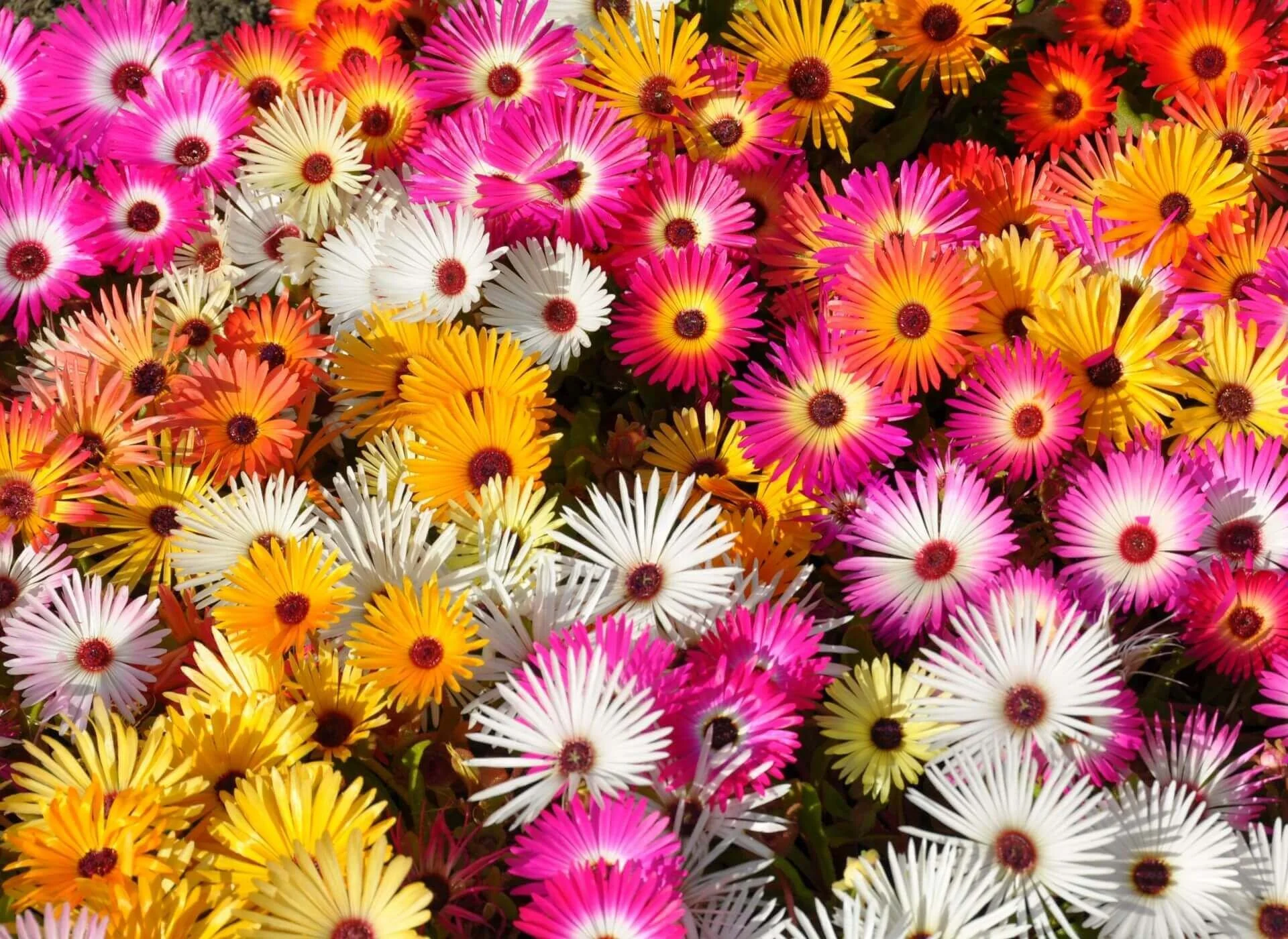 Livingstone Daisy Mix