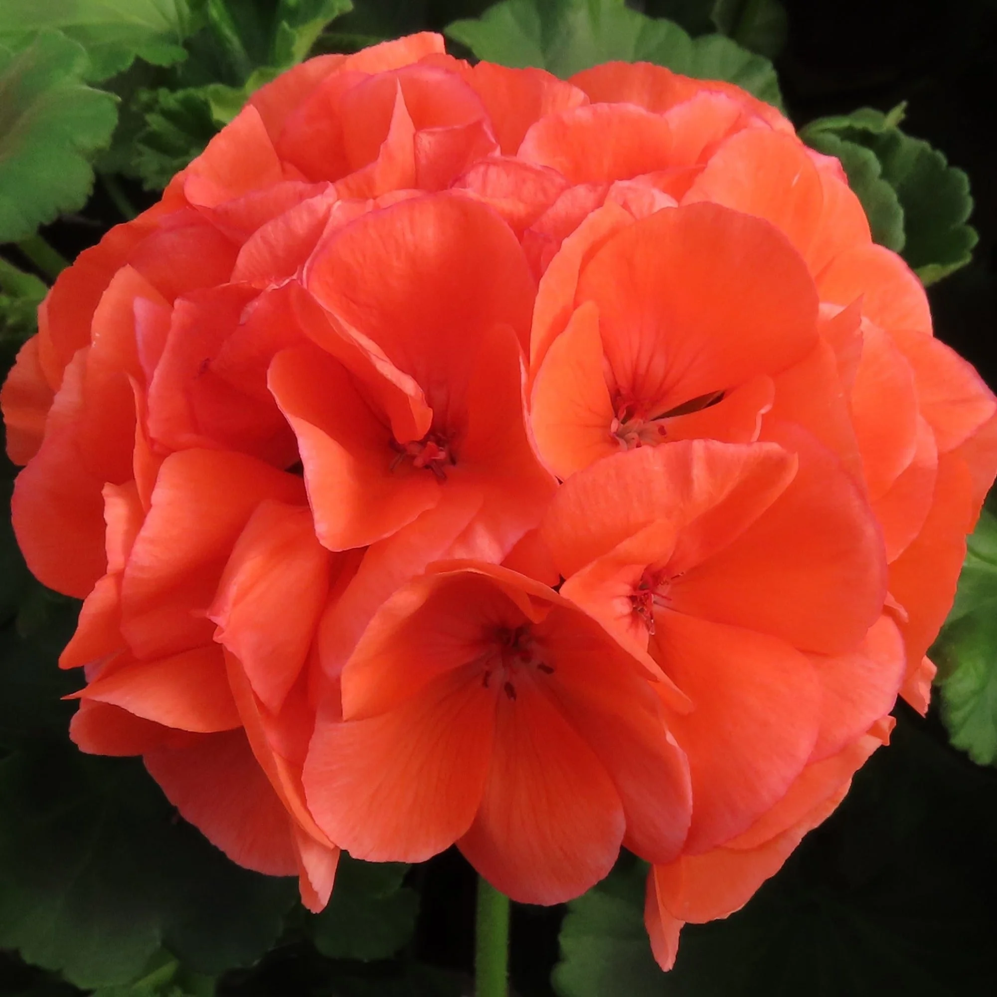 Zonal Rocky Mountain Orange