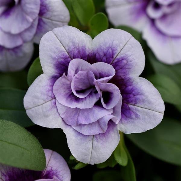 Minifamous Neo Double Plumtastic