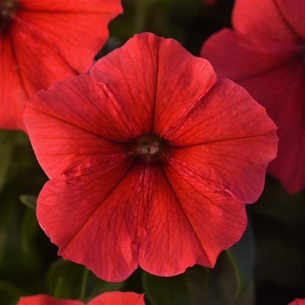 Petunia Madness Red