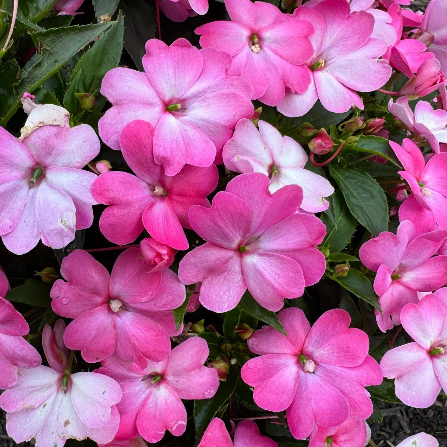 Sunpatiens Pink Flash