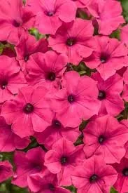 Supertunia Vista Fuchsia