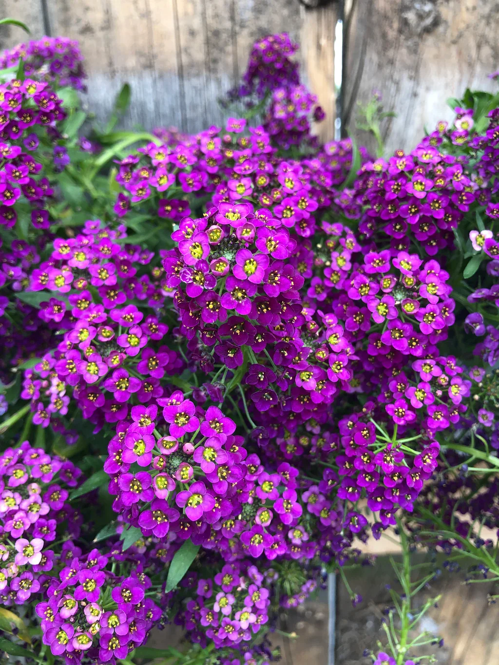 Lobularia Stream Purple