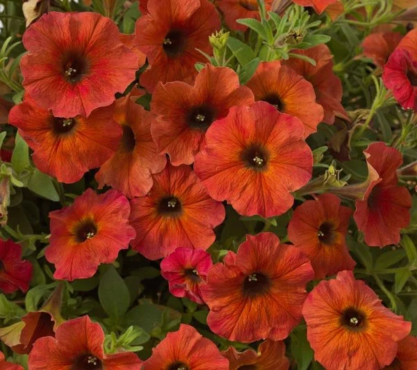 Supercal Premium Cinnamon