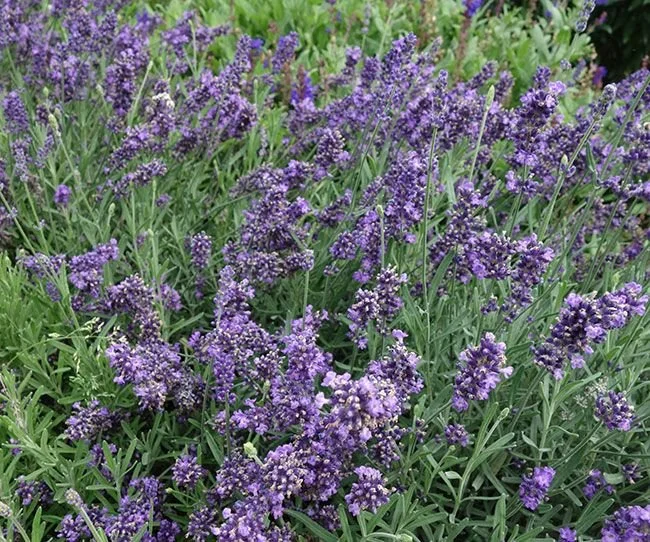 Lavender Ladiva Vintage Violet