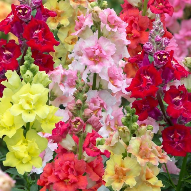 Snapdragon Doubleshot Mix