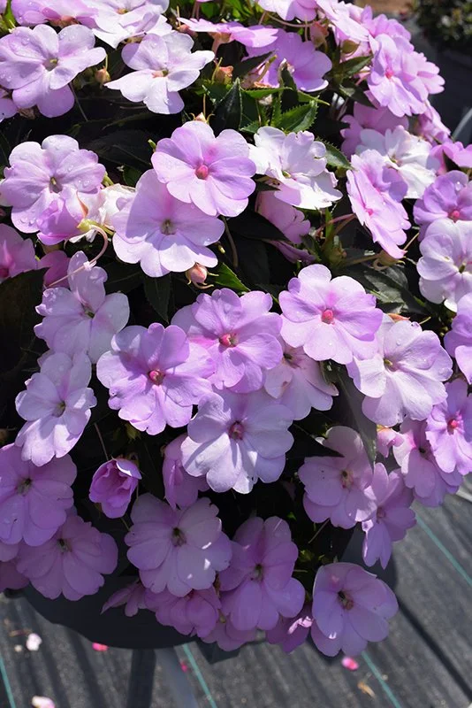 Sunpatiens Orchid Blush