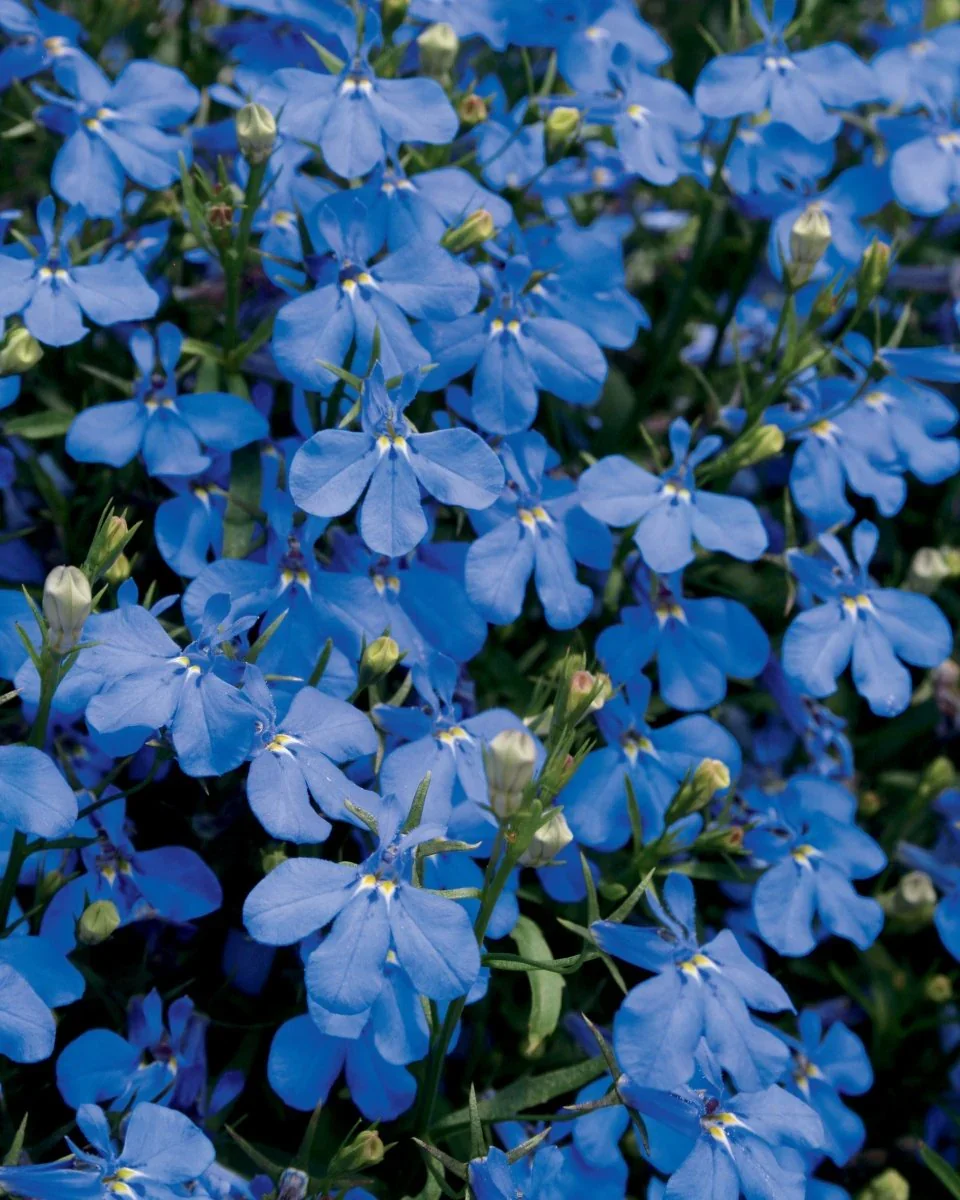 Lobelia Laguna Sky Blue