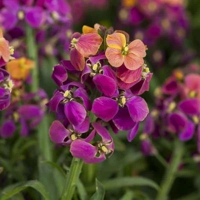 Erysimum Erysistible Tricolor