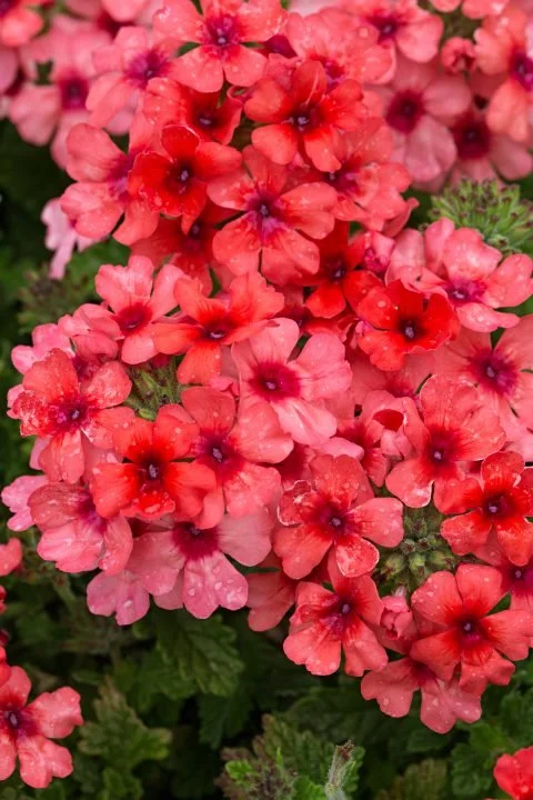 Estrella Lobsterfest