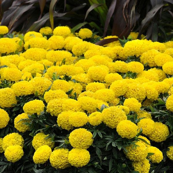 Marigold Taishan Yellow