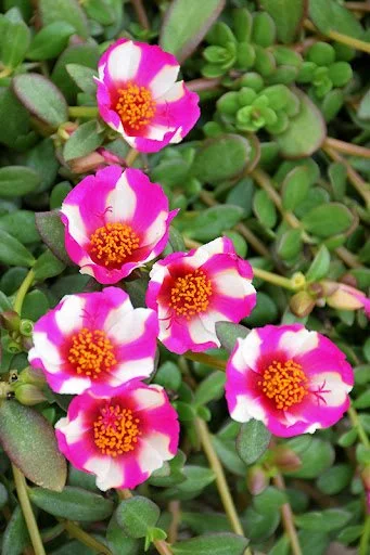 Portulaca Sea Glass Pink Lady