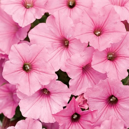 Petunias Supertunia Vista Bubblegum
