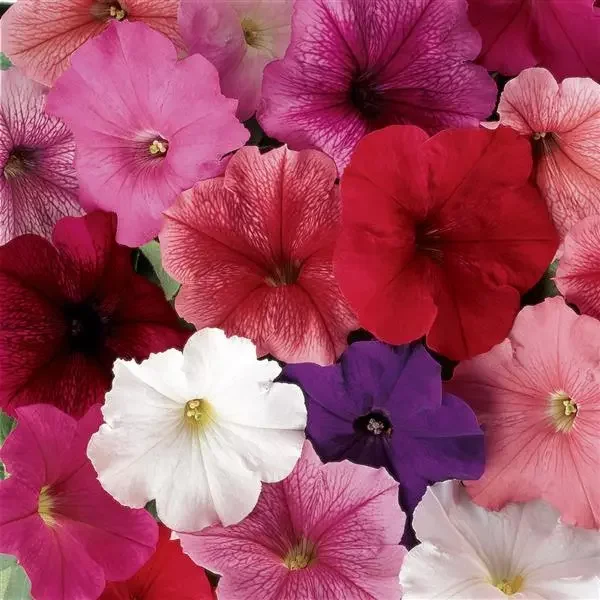 Petunia Madness Total Mix