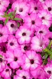 Supertunia Tiara Pink