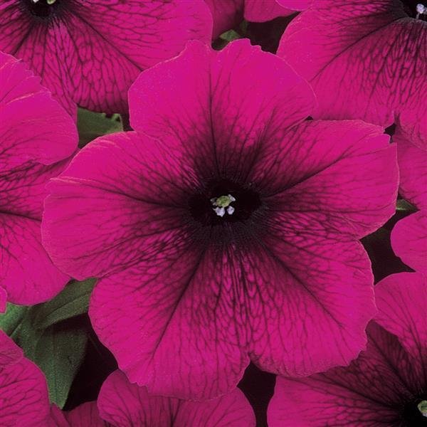 Petunia Madness Burgundy