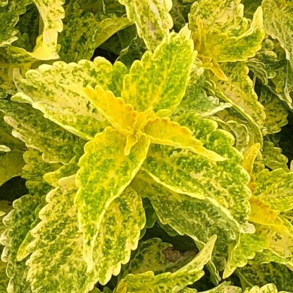 Main Street River Walk