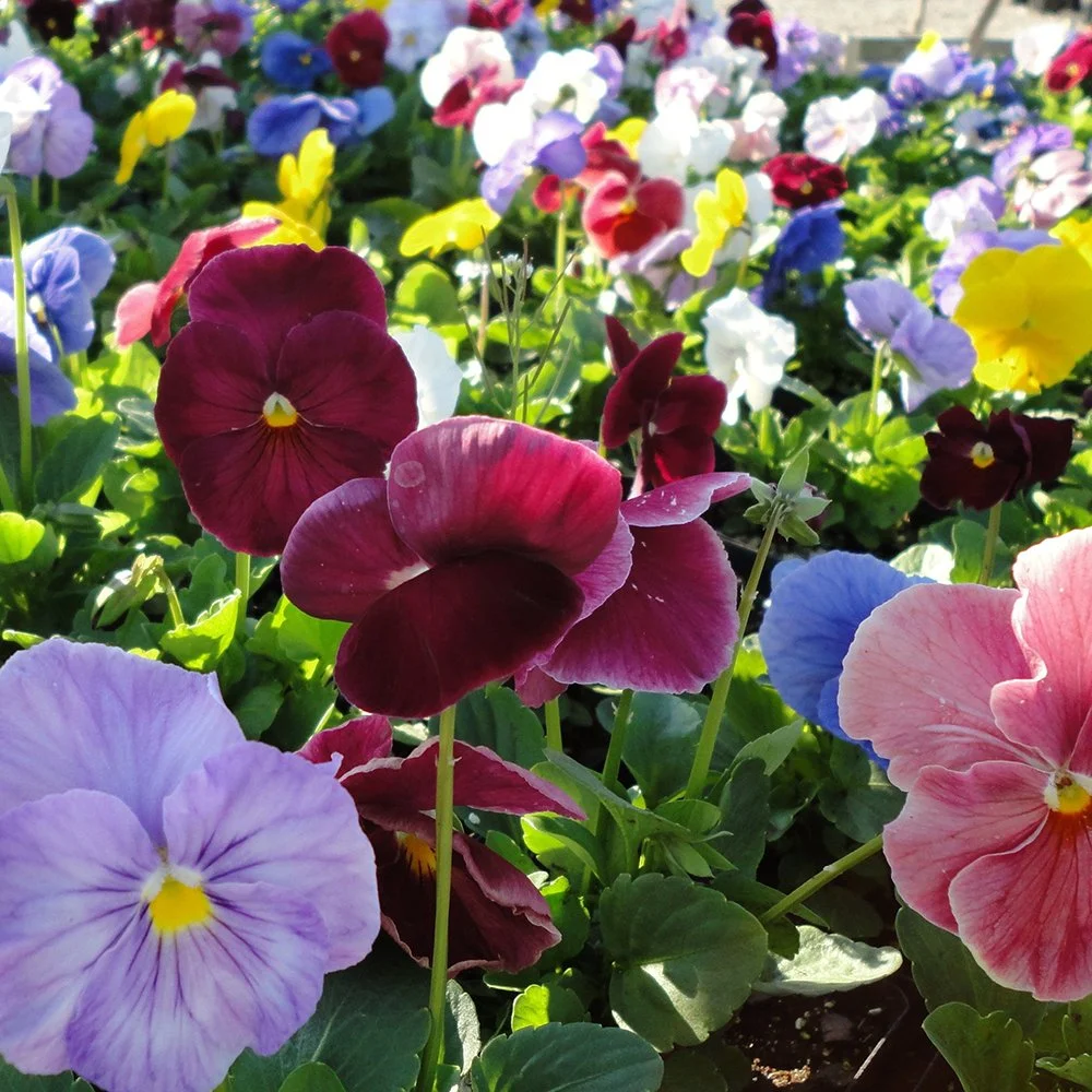 Pansy Delta Classic Monet Mix