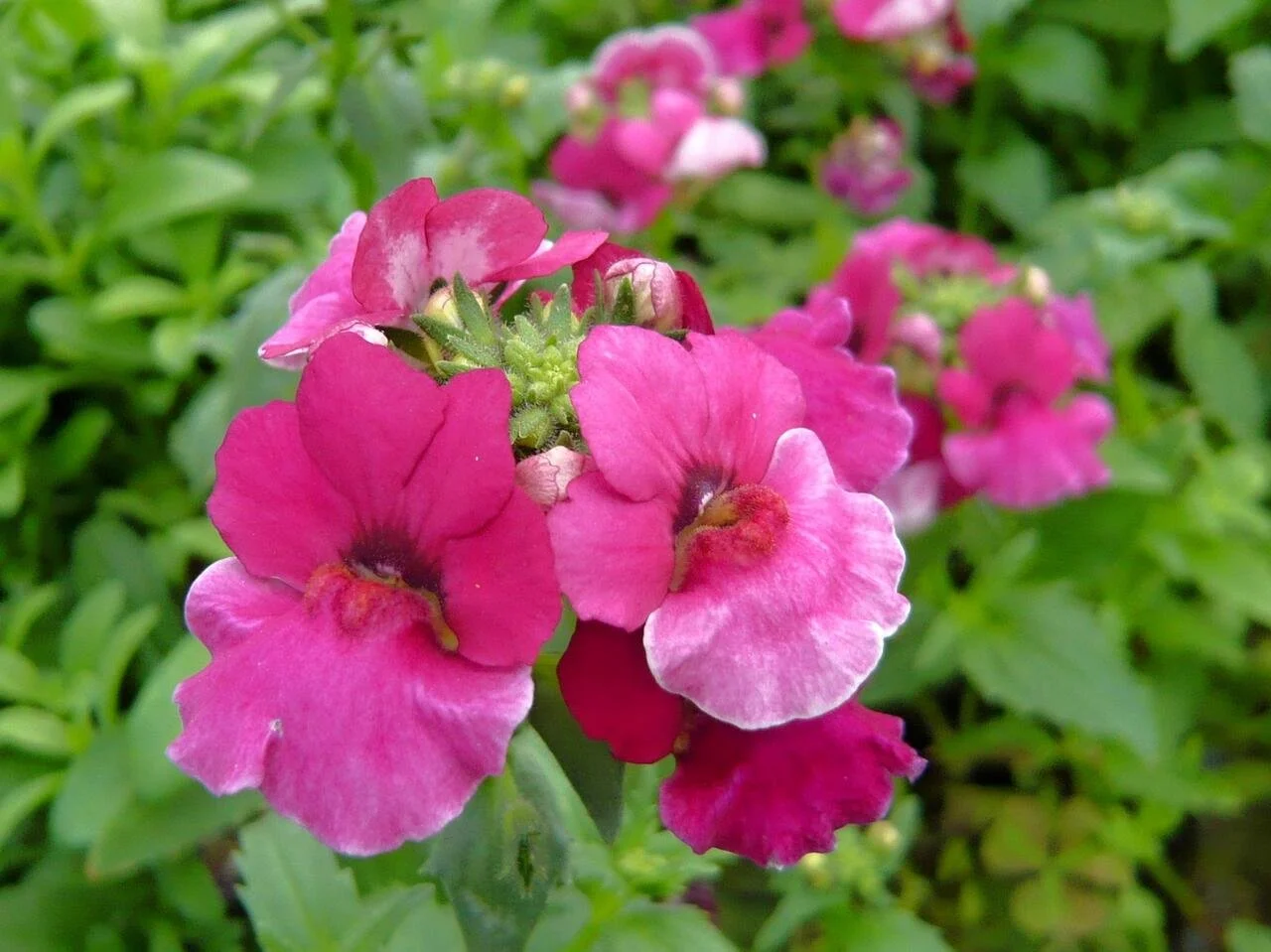 Nemesia Angelart Raspberry