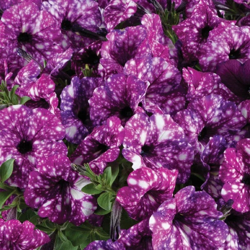 Splash Dance Purple Polka