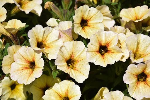 Supercal Premium French Vanilla