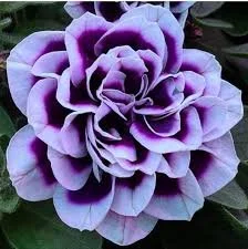 Jewel Frosted Sapphire