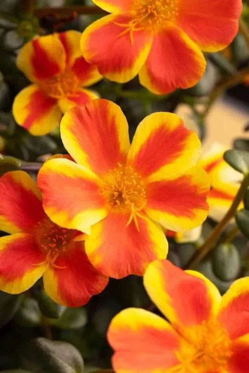Portulaca Sea Glass Orange Shandy