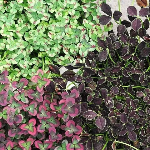 Trifolium 4 Luck - Mix