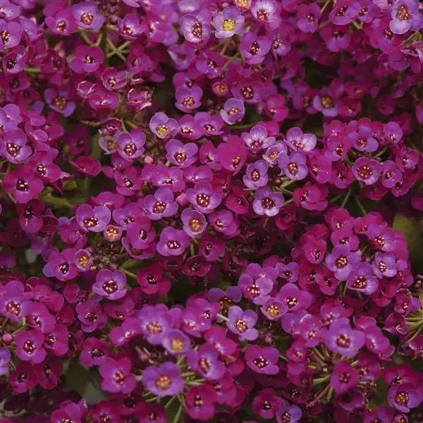 Alyssum clear Crystal Purple