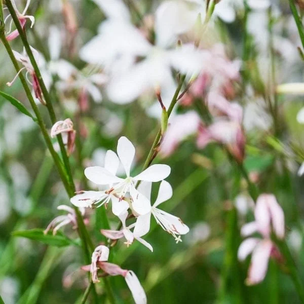 Gaura Ballerina White