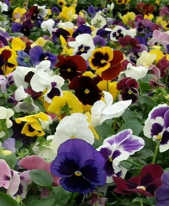 Pansy Colossus Mix