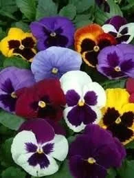 Pansy Majestic Giant II Blotch Mix