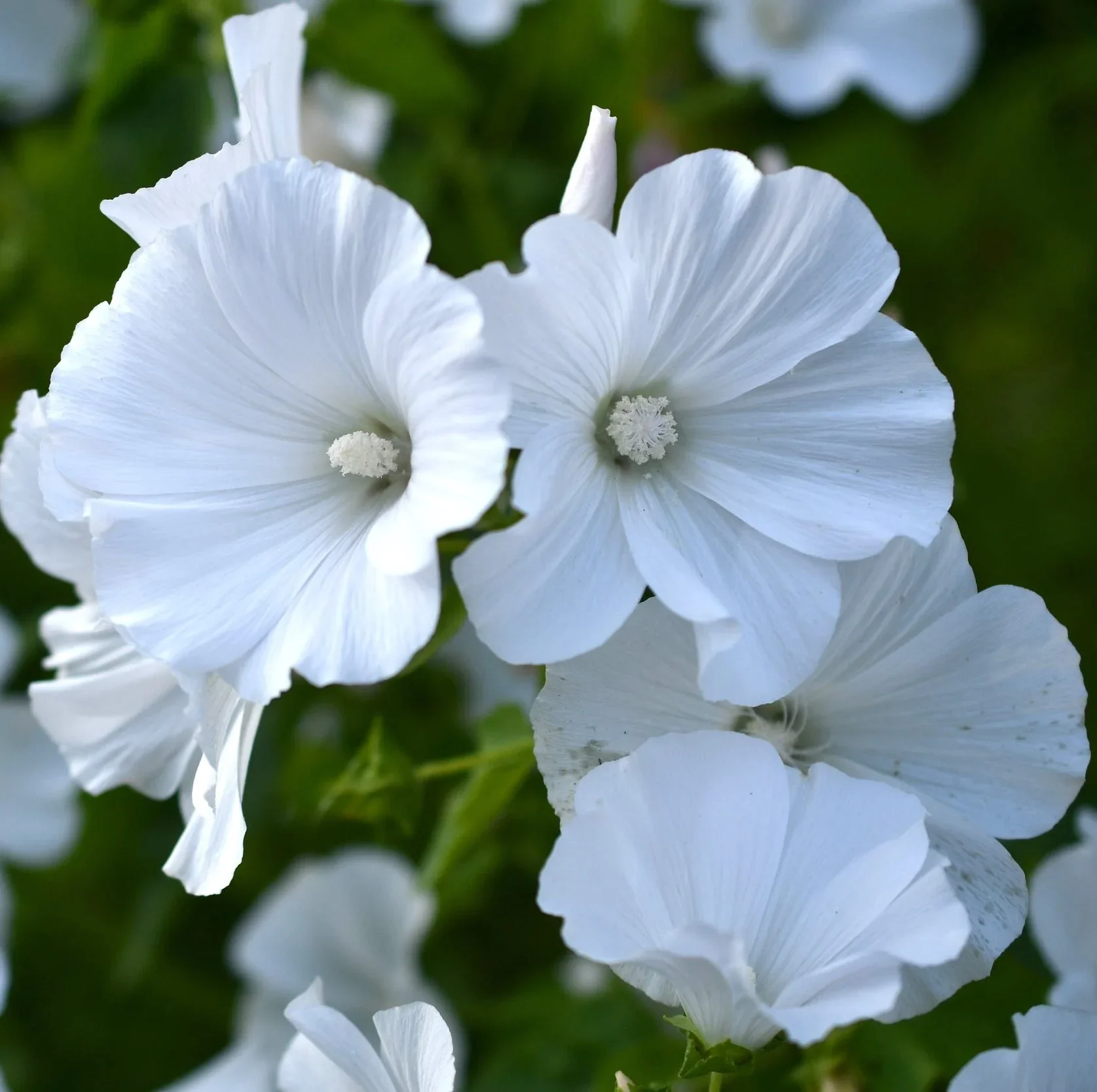 Lavatera White