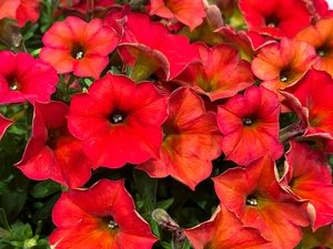 Supercal Premium Red Maple