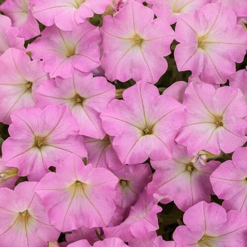 Supertunia Mini Vista Pink Cloud