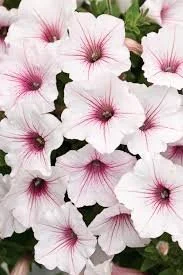Supertunia Vista Silverberry