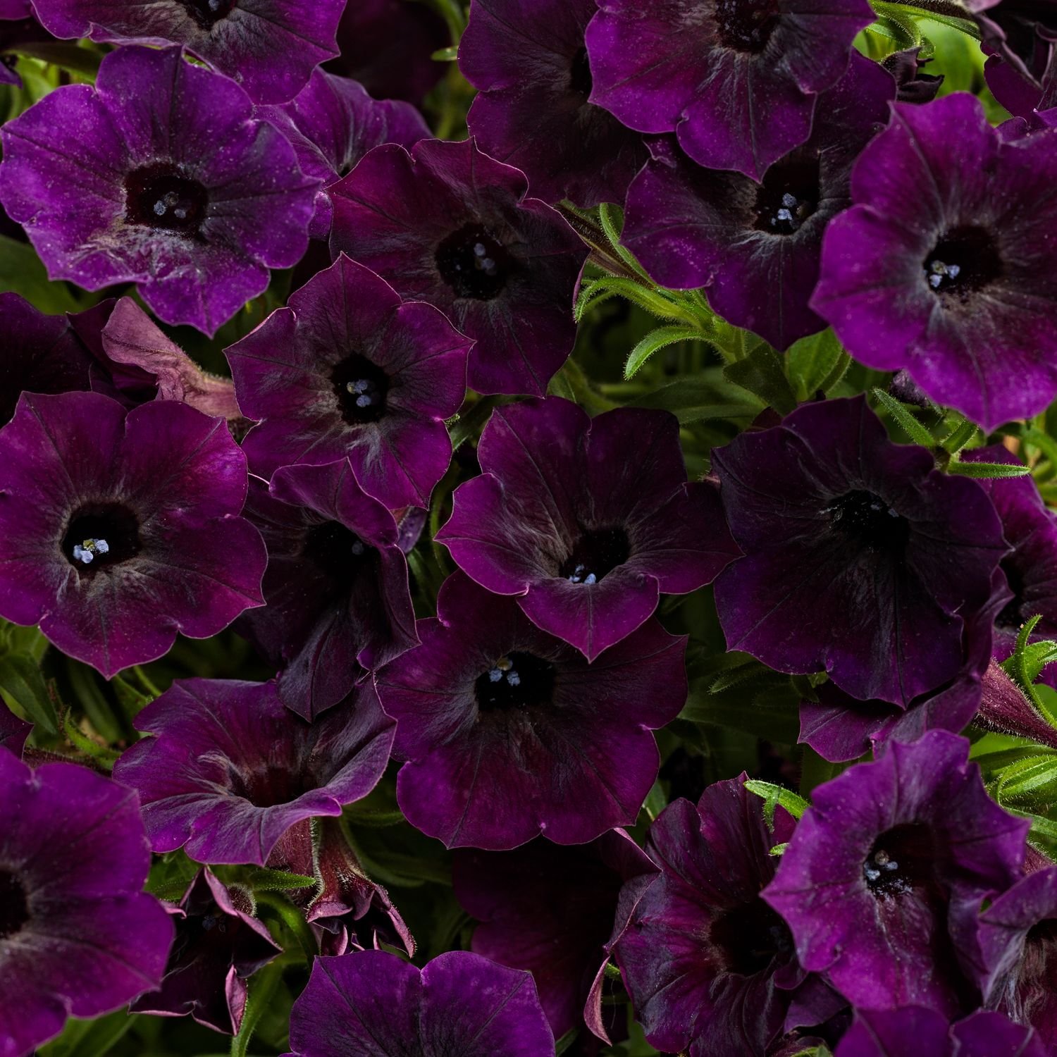 Supertunia Mini Vista Midnight